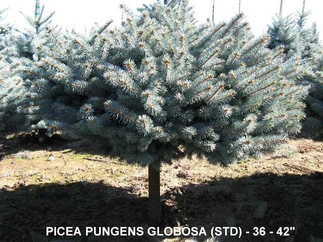 Picea Pungens Globosa (Std) 36 to 42 inches